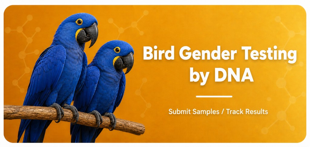 Bird Gender Testing by DNA